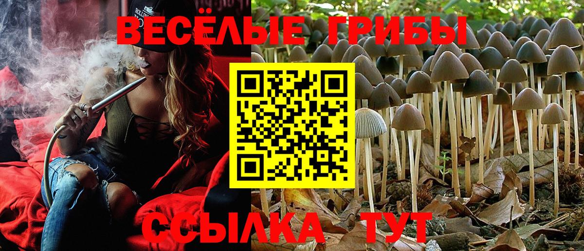 Псилоцибиновые грибы Psilocybine cubensis Саров